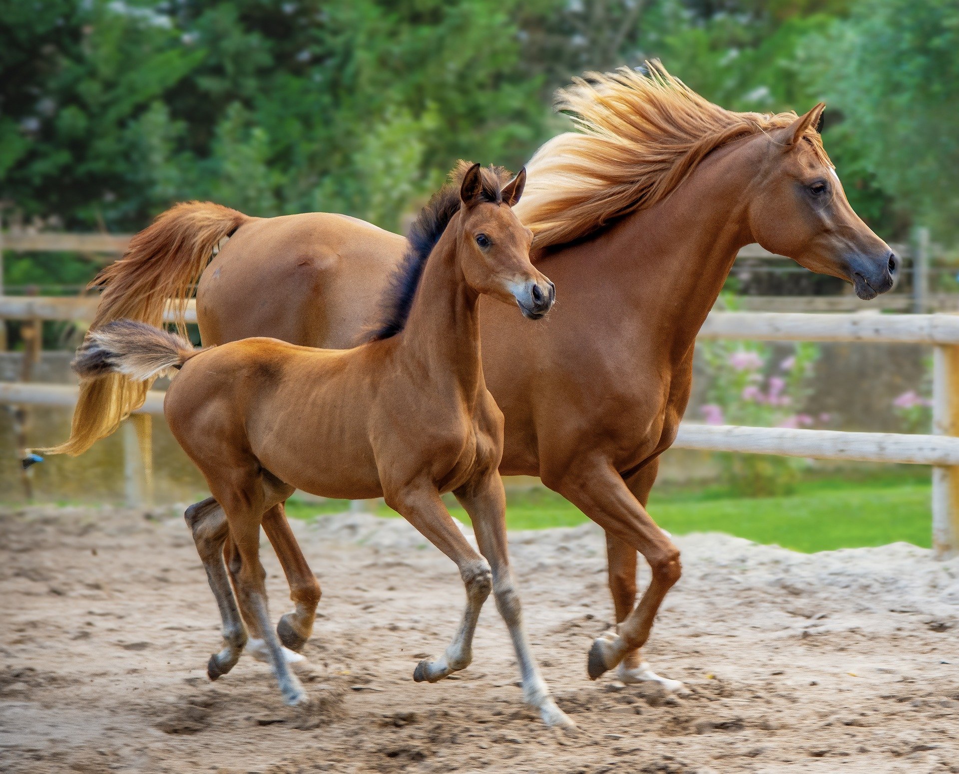 Horse Boarding