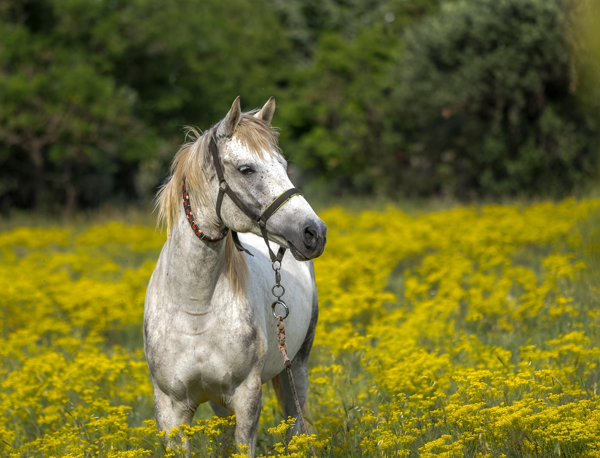 Horses for Trail Rides