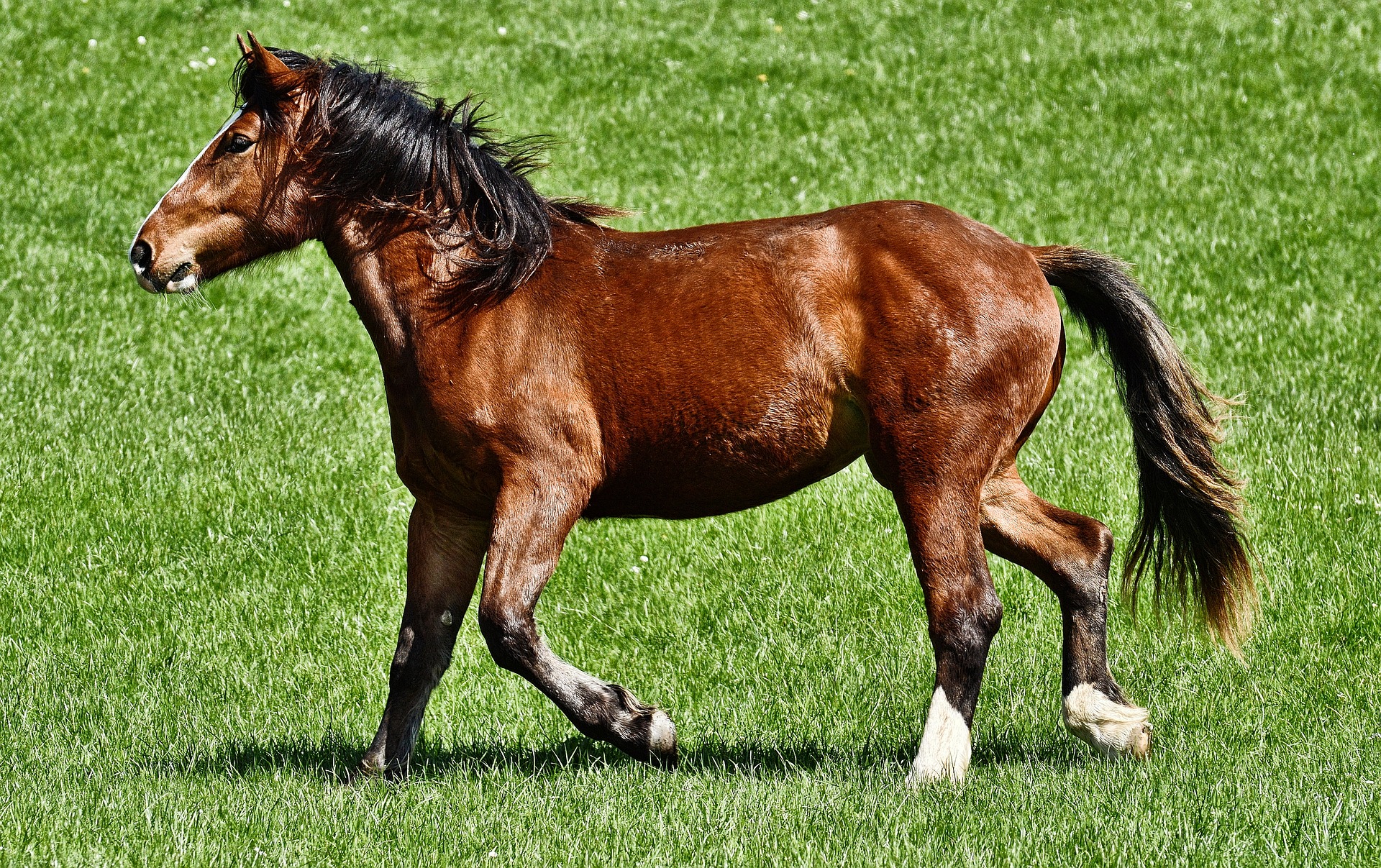 Horses for Trail Rides