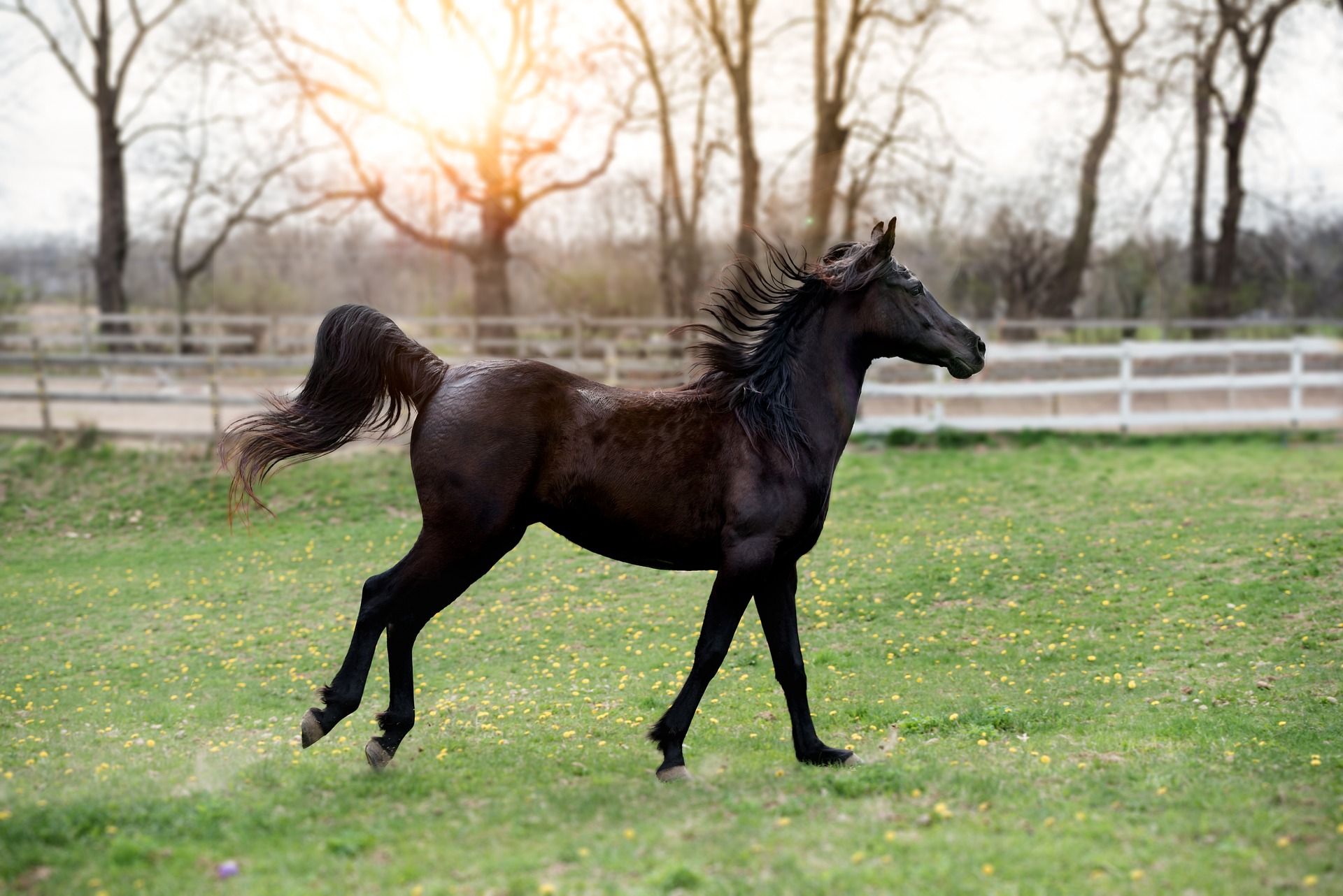 Horses for Trail Rides
