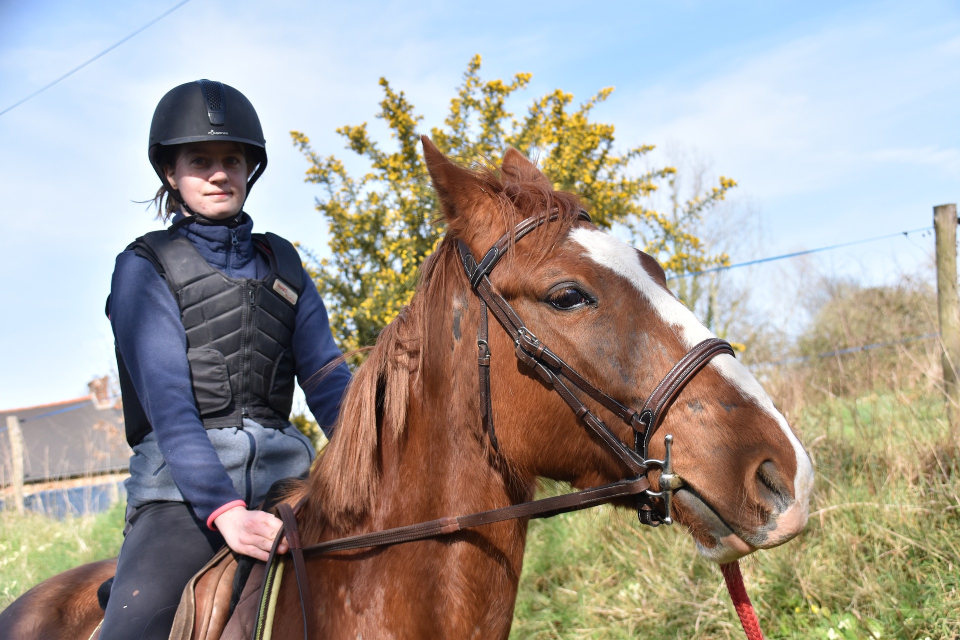 Renting Out Horses
