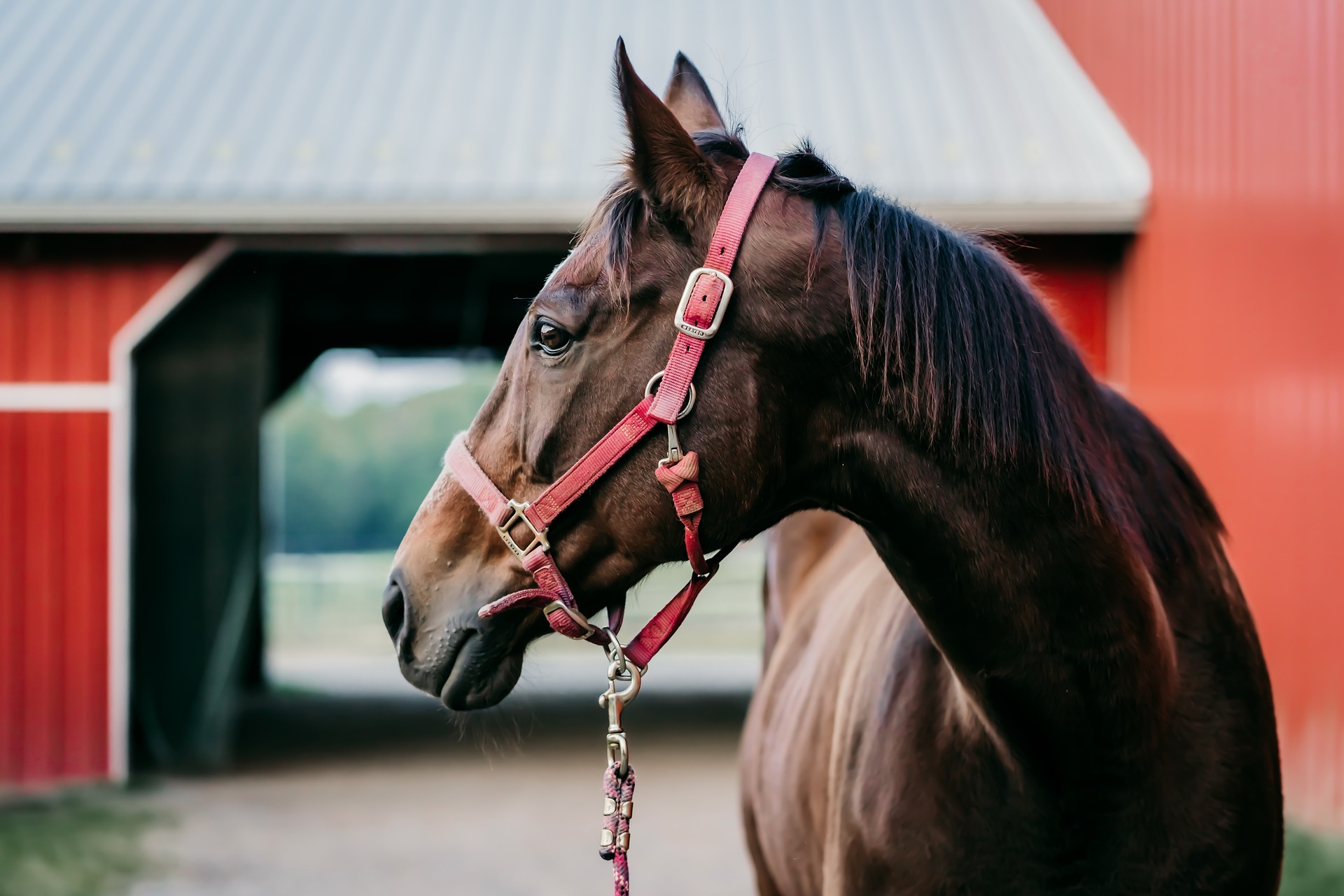 Horse Boarding