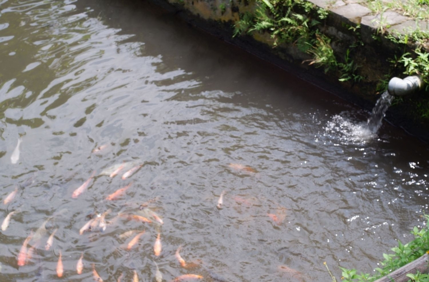 Well-Stocked Pond